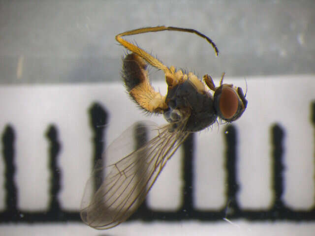 Image of Coenosia testacea (Robineau-Desvoidy 1830)