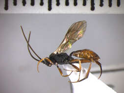 Image of Sphecophaga vesparum (Curtis 1828)