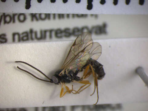 Image of Sussaba punctiventris (Thomson 1890)
