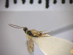 Adelognathus pilosus Thomson 1888 resmi