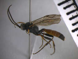 Barichneumon albicaudatus (Fonscolombe 1847) resmi