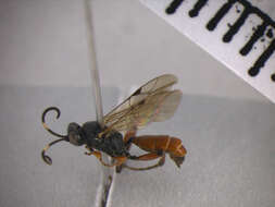 Image of Barichneumon peregrinator (Linnaeus 1758)