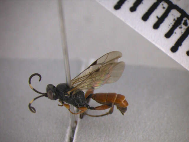 Image of Barichneumon peregrinator (Linnaeus 1758)