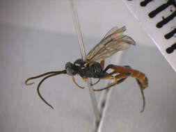 Image of Barichneumon peregrinator (Linnaeus 1758)