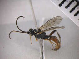 Image of Barichneumon peregrinator (Linnaeus 1758)