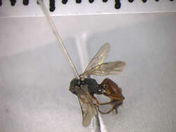 Barichneumon plagiarius (Wesmael 1848) resmi