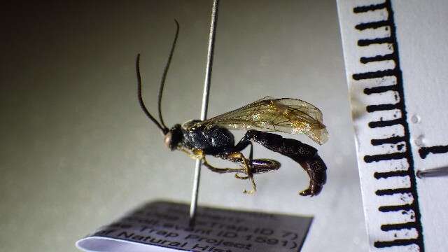 Image of <i>Coelichneumon eburnifrons</i>