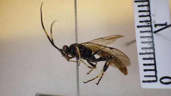 Image of Coelichneumon torsor