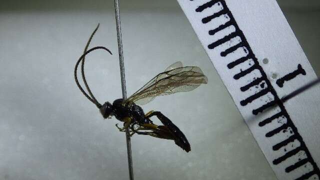 Image of Cratichneumon culex (Muller 1776)