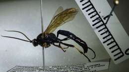 Image of Ctenichneumon edictorius (Linnaeus 1758)