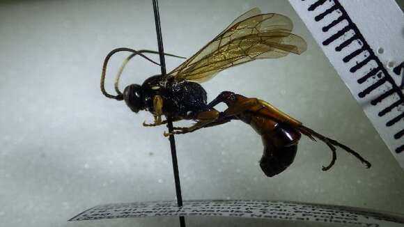 Image of Ctenichneumon edictorius (Linnaeus 1758)