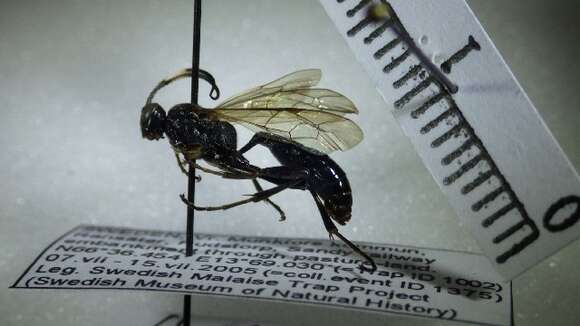 Image of Ctenichneumon funereus (Geoffroy 1785)