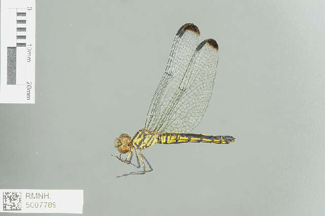 Eleuthemis quadrigutta resmi