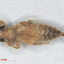 Image of <i>Lestinogomphus matilei</i> Legrand & Lachaise 2001