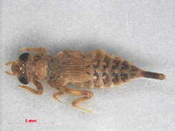 Image of Lestinogomphus matilei Legrand & Lachaise 2001