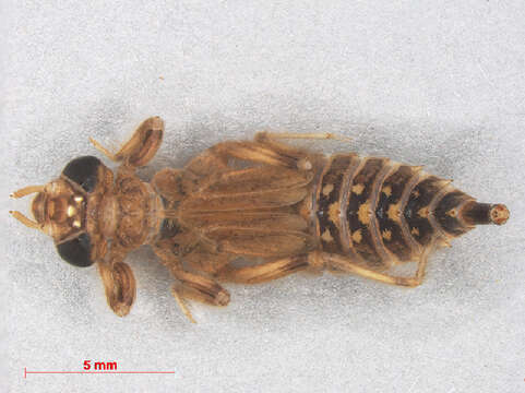 Image of Lestinogomphus matilei Legrand & Lachaise 2001