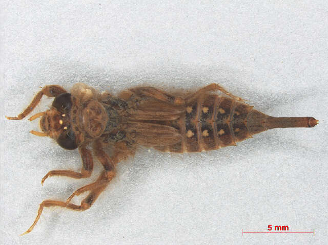 Image of Lestinogomphus obtusus Dijkstra 2015