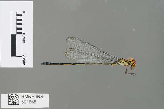 Image of Pseudagrion pacale Dijkstra 2015