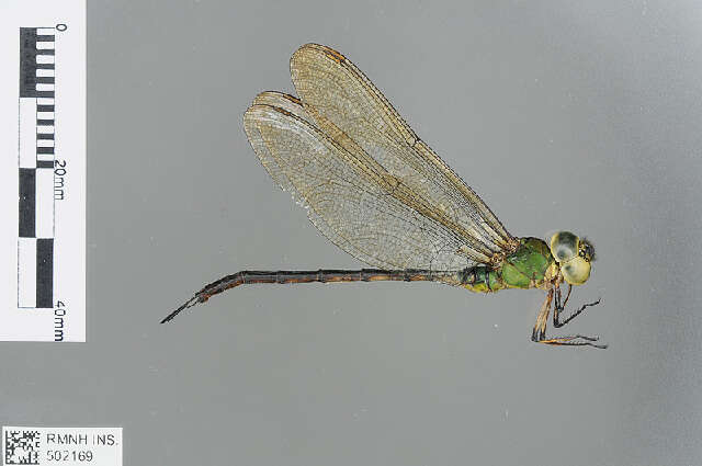 Image of Black-kneed Dusk-hawker