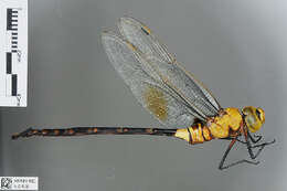 Imagem de Anax tristis Hagen 1867