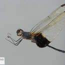 Image of Eastern Mantled Dropwing