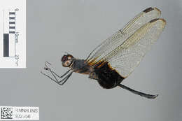 Image of Eastern Mantled Dropwing