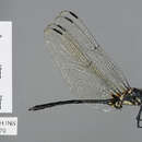 Image of Trithemis osvaldae D' Andrea & Carfi 1997