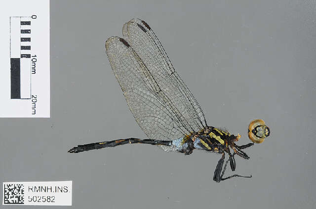 Image of Orthetrum saegeri Pinhey 1966