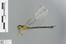 Image of Black-kneed Dusk-hawker