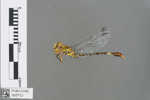 Image of Common Hooktail