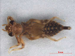 Image of Lestinogomphus matilei Legrand & Lachaise 2001