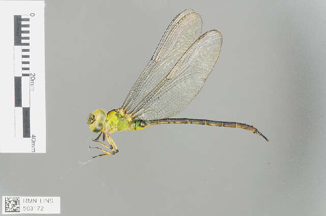 Image of Black-kneed Dusk-hawker