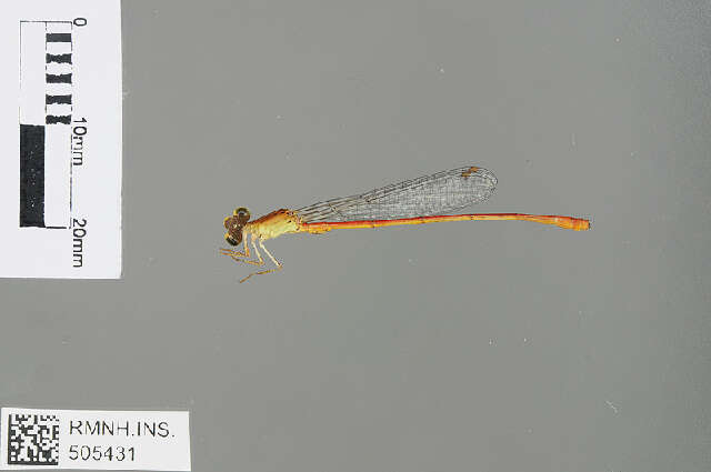 Image of Ceriagrion junceum Dijkstra & Kipping 2015