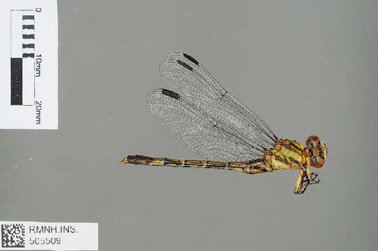 صورة Paragomphus alluaudi (Martin 1915)