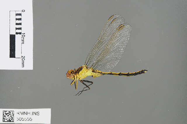 Image of Dark-shouldered Skimmer