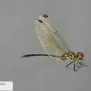 Image of Trithemis dubia (Fraser 1954)