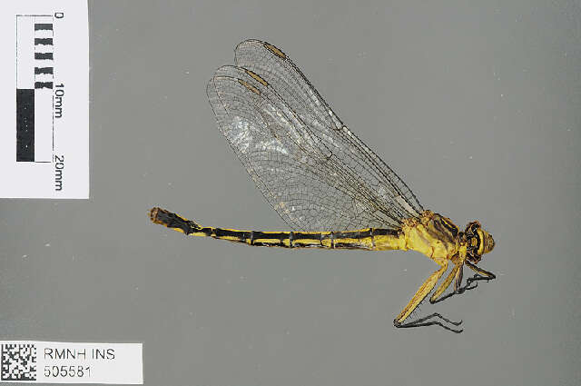 Image of Notogomphus intermedius Dijkstra 2015