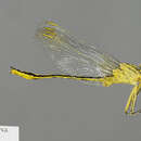 Image of Notogomphus praetorius (Selys 1878)