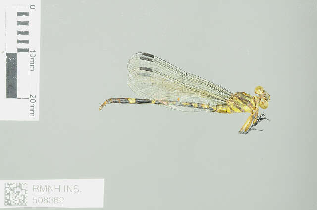 Image of Lestinogomphus calcaratus Dijkstra 2015