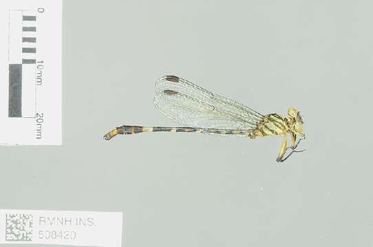 Image of Lestinogomphus calcaratus Dijkstra 2015