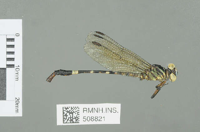Image of Lestinogomphus congoensis Cammaerts 1969