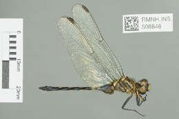 Image of Orthetrum saegeri Pinhey 1966