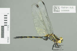 Image of Orthetrum saegeri Pinhey 1966