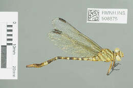 Image of Lestinogomphus congoensis Cammaerts 1969