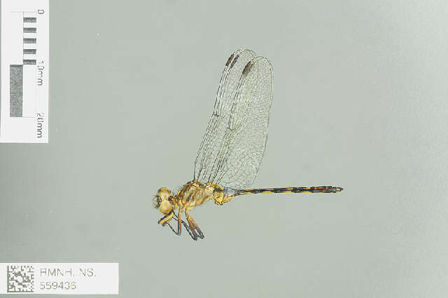 Image of Orthetrum saegeri Pinhey 1966