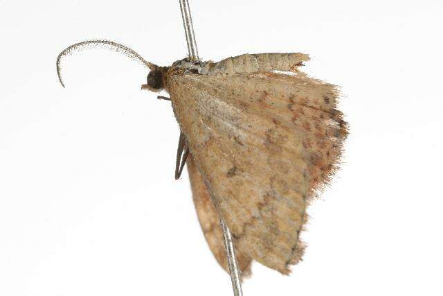 Image of Scopula rubraria Doubleday 1843