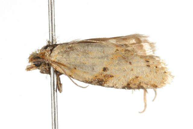 Image of Merophyas divulsana Walker 1863