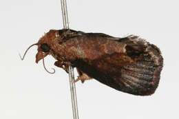 Image of Moth