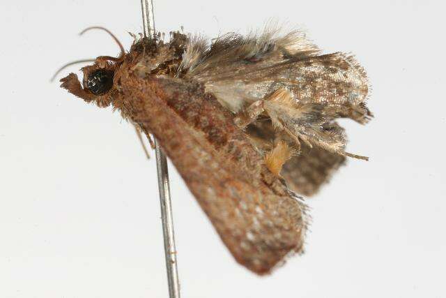 Image of Moth