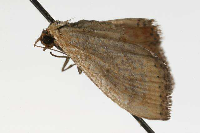 Image of Scopula rubraria Doubleday 1843